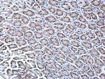 KDM6A Antibody in Immunohistochemistry (Paraffin) (IHC (P))