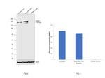 KDM6A Antibody in Western Blot (WB)