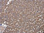 PDIA6 Antibody in Immunohistochemistry (Paraffin) (IHC (P))