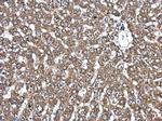 PDIA6 Antibody in Immunohistochemistry (Paraffin) (IHC (P))