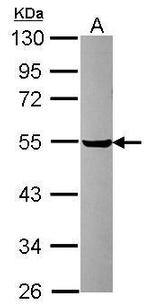 PDIA6 Antibody in Western Blot (WB)