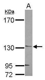 Jouberin Antibody in Western Blot (WB)