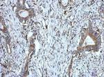 DUS2L Antibody in Immunohistochemistry (Paraffin) (IHC (P))