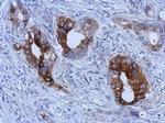 TFF1 Antibody in Immunohistochemistry (Paraffin) (IHC (P))