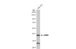 RBM4 Antibody in Western Blot (WB)