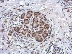 ZBTB20 Antibody in Immunohistochemistry (Paraffin) (IHC (P))