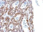 Phospho-Histone H1.4 (Ser35) Antibody in Immunohistochemistry (Paraffin) (IHC (P))