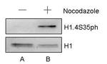 Phospho-Histone H1.4 (Ser35) Antibody in Western Blot (WB)