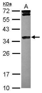 Histone H1.4 Antibody in Western Blot (WB)