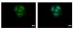 AKT Pan Antibody in Immunocytochemistry (ICC/IF)