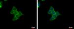 SMYD3 Antibody in Immunocytochemistry (ICC/IF)