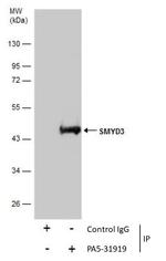 SMYD3 Antibody in Immunoprecipitation (IP)