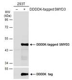 SMYD3 Antibody in Western Blot (WB)