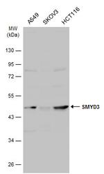 SMYD3 Antibody in Western Blot (WB)