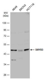 SMYD3 Antibody in Western Blot (WB)