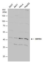 SMYD3 Antibody in Western Blot (WB)