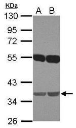 Embigin Antibody in Western Blot (WB)