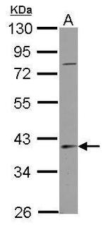 SERPINB7 Antibody in Western Blot (WB)