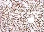 Histone H3 Antibody in Immunohistochemistry (Paraffin) (IHC (P))