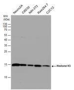 Histone H3 Antibody in Western Blot (WB)