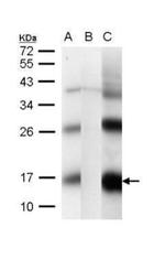 CISD2 Antibody in Western Blot (WB)