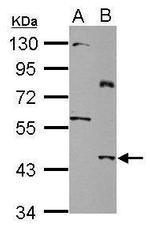 SLC25A46 Antibody in Western Blot (WB)