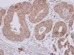 CPEB1 Antibody in Immunohistochemistry (Paraffin) (IHC (P))