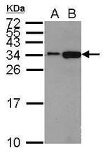 Histone H1.2 Antibody in Western Blot (WB)