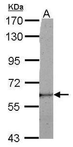 LRRC50 Antibody in Western Blot (WB)