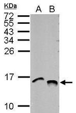 H4ac pan-acetyl (K5,K8,K12,K16) Antibody in Western Blot (WB)