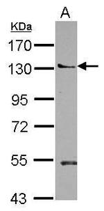 PEPP2 Antibody in Western Blot (WB)