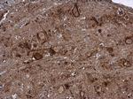 LCMT2 Antibody in Immunohistochemistry (Paraffin) (IHC (P))