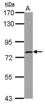 LCMT2 Antibody in Western Blot (WB)