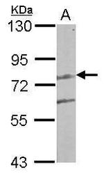 LCMT2 Antibody in Western Blot (WB)