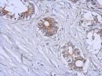 B3GALT4 Antibody in Immunohistochemistry (Paraffin) (IHC (P))