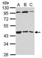 B3GALT4 Antibody in Western Blot (WB)