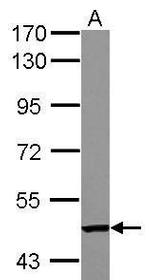 TC2N Antibody in Western Blot (WB)