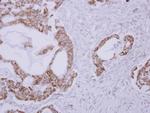 Clavesin-1 Antibody in Immunohistochemistry (Paraffin) (IHC (P))