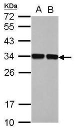 ENOPH1 Antibody in Western Blot (WB)