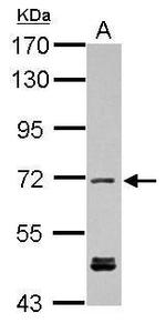 KBTBD3 Antibody in Western Blot (WB)