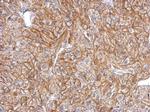 FLRT2 Antibody in Immunohistochemistry (Paraffin) (IHC (P))