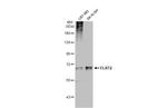 FLRT2 Antibody in Western Blot (WB)