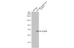 FLRT2 Antibody in Western Blot (WB)