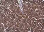 OXSM Antibody in Immunohistochemistry (Paraffin) (IHC (P))