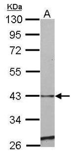 SERPINE2 Antibody in Western Blot (WB)