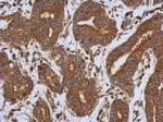 Caspase 1 p10 Antibody in Immunohistochemistry (Paraffin) (IHC (P))