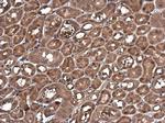 Caspase 1 p10 Antibody in Immunohistochemistry (Paraffin) (IHC (P))