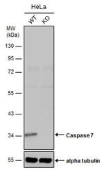 Caspase 7 p11 Antibody