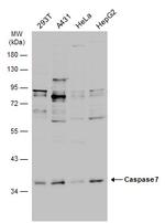 Caspase 7 p11 Antibody in Western Blot (WB)