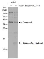 Caspase 7 p11 Antibody in Western Blot (WB)